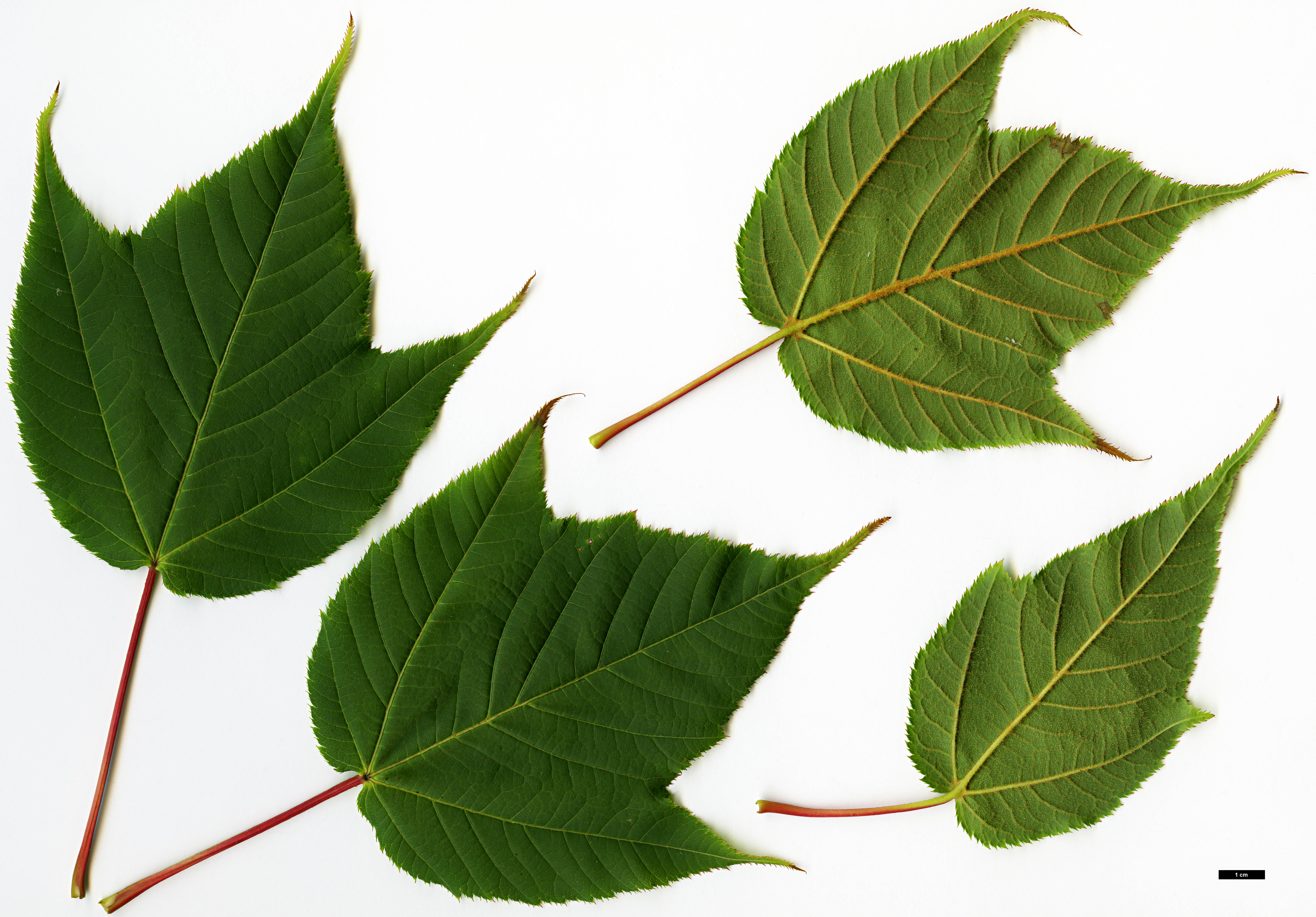 High resolution image: Family: Sapindaceae - Genus: Acer - Taxon: pectinatum - SpeciesSub: subsp. pectinatum